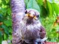 /album/pasari/vrabiuta-1-jpg/